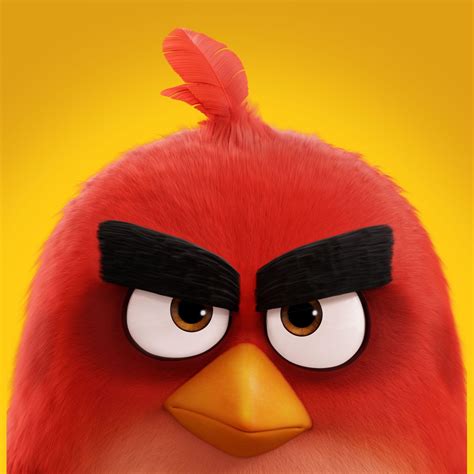 wallpaper angry bird red